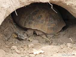 Image of Bolson Tortoise