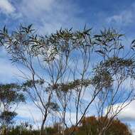 Слика од Eucalyptus burgessiana L. A. S. Johnson & Blaxell