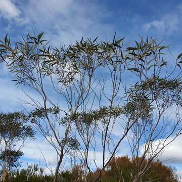 Слика од Eucalyptus burgessiana L. A. S. Johnson & Blaxell