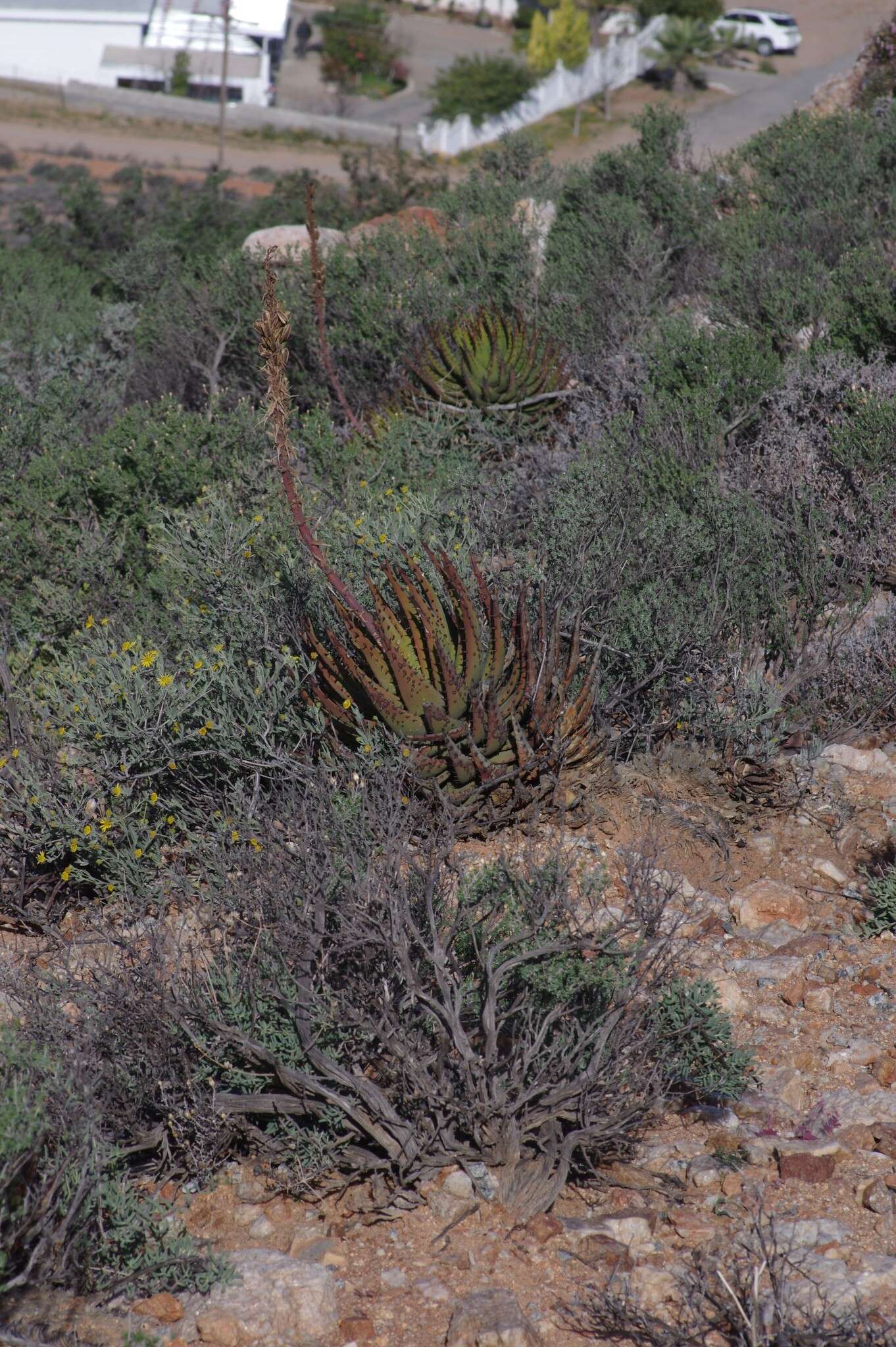 صورة Aloe melanacantha A. Berger