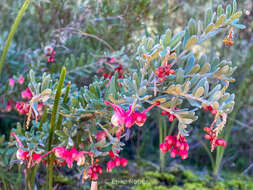 Image of Grevillea lanigera A. Cunn. ex R. Br.