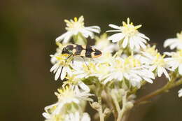 Image of Olearia lyrata (Sims) Hutch.