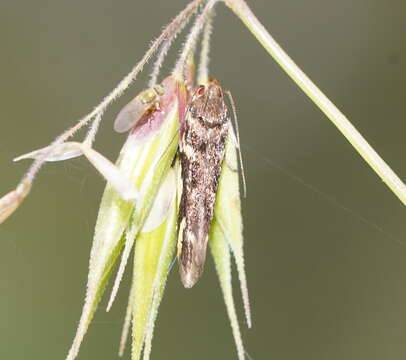 Image of Macrobathra heminephela Meyrick 1886