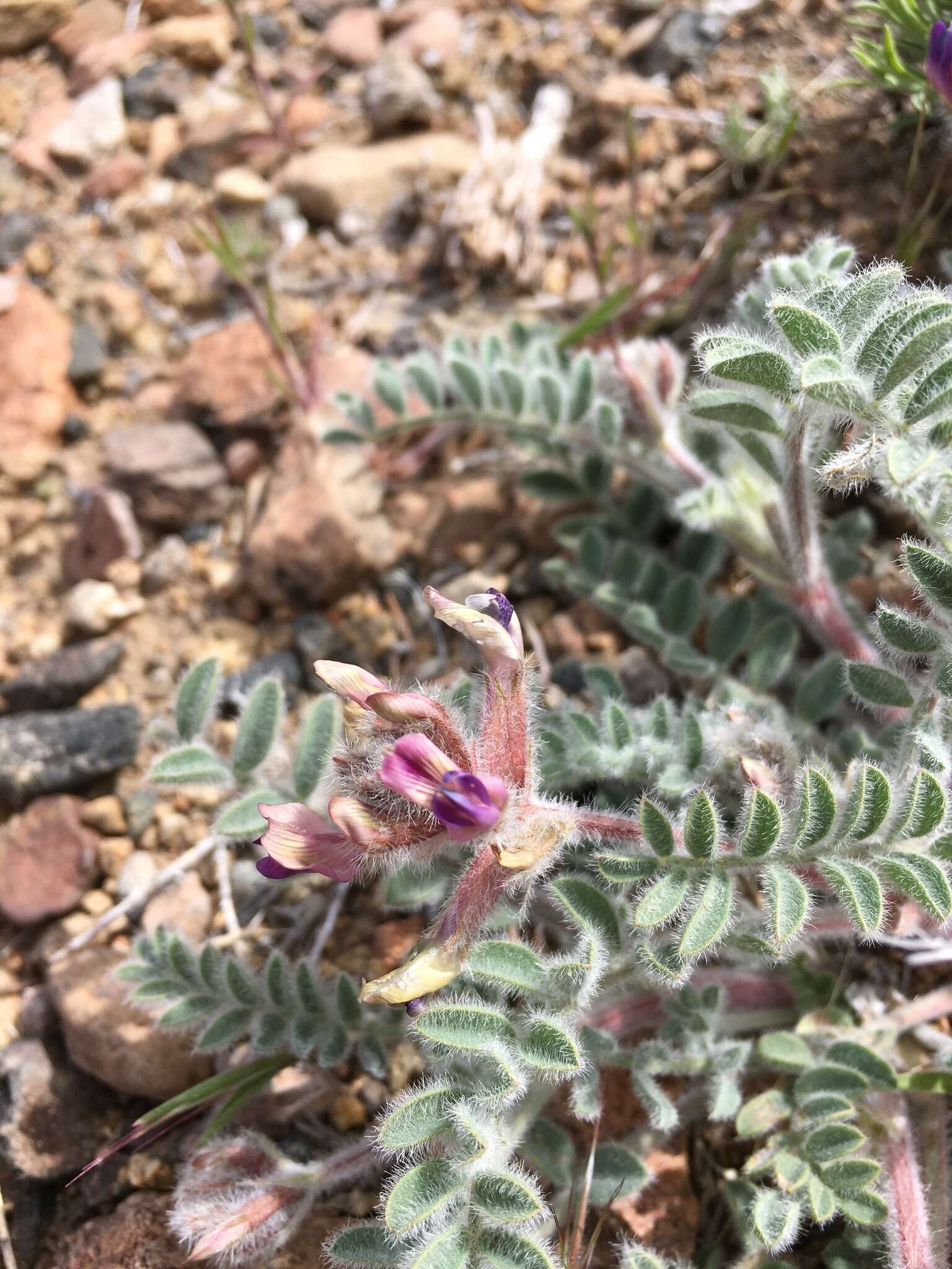 Imagem de Astragalus malacus A. Gray