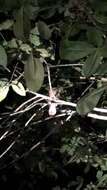 Image of Large Frogmouth