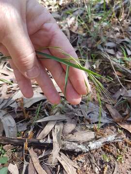 Image de Microlaena stipoides var. stipoides