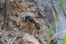 Sivun Symmorphus murarius (Linnaeus 1758) kuva