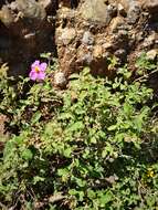 Image of Cistus creticus L.