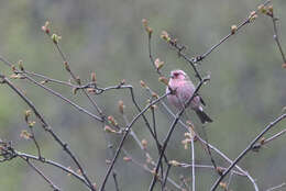 Image of Chinese White-browed Rosefinch