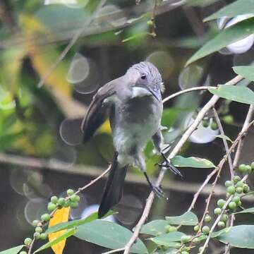 Image of Cinereous Bulbul