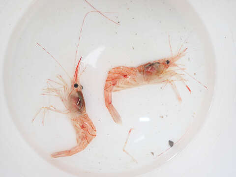 Image of Aesop shrimp