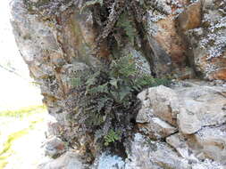 Image of coastal lipfern