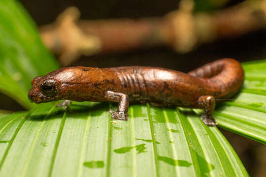 Image of Savage's salamander