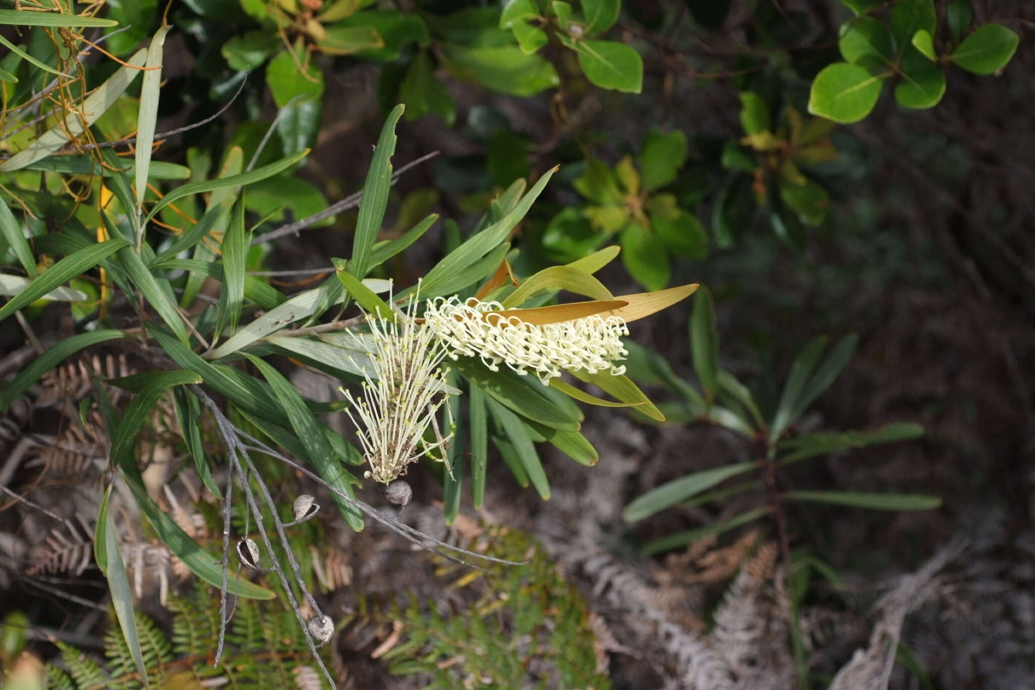 Image de Grevillea exul Lindl.