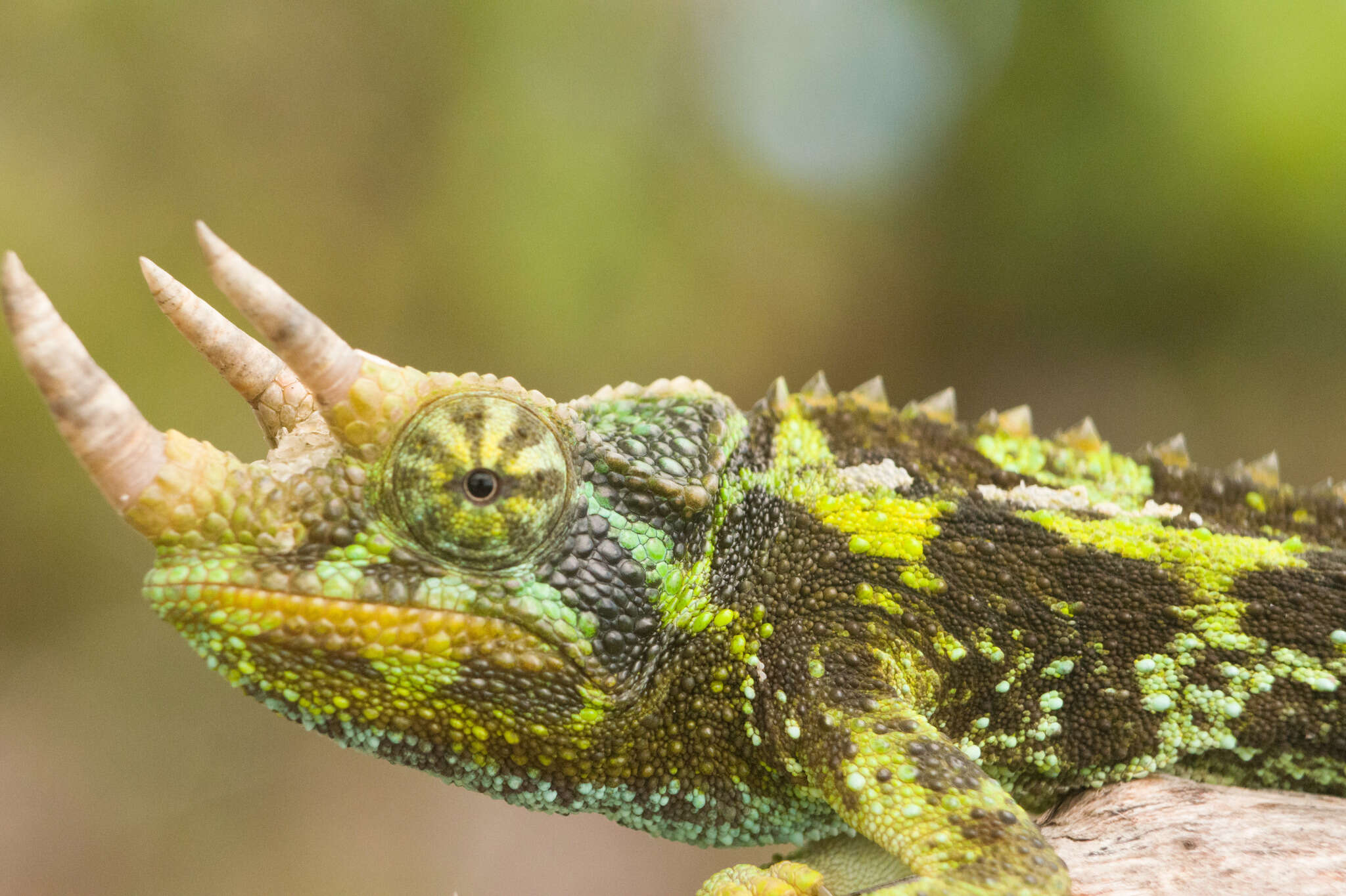 Image of Jackson’s chameleon