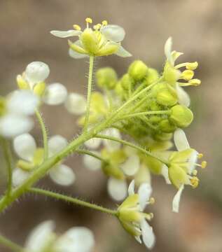 Image de Lepidium jaredii subsp. album