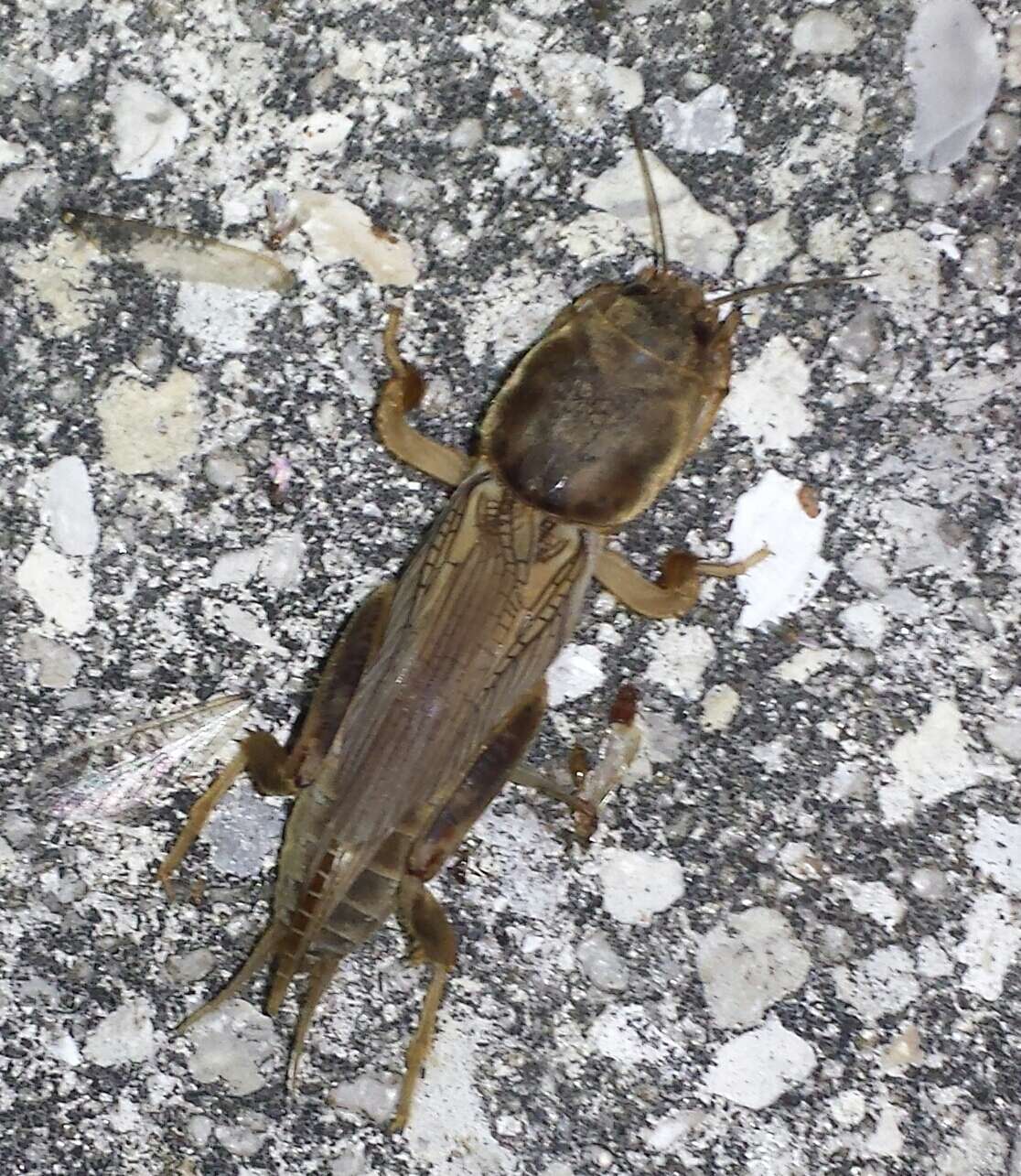 Image of Tawny Mole Cricket