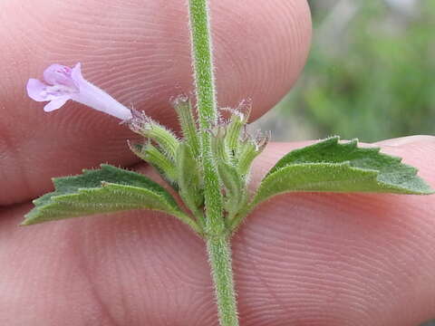 Hedeoma dentata Torr. resmi