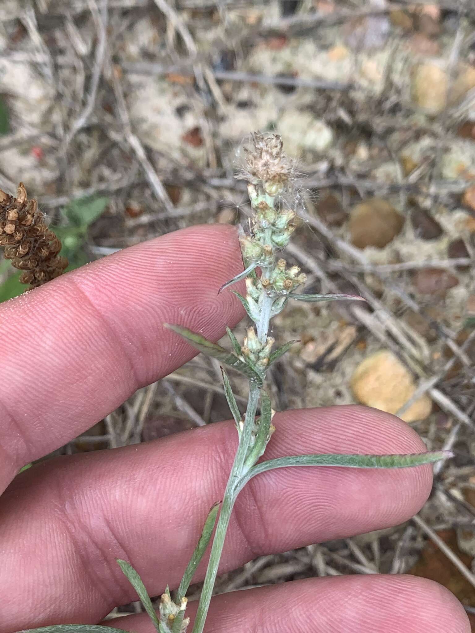 Gamochaeta falcata (Lam.) Cabrera的圖片