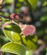 Sivun Rhus virens var. choriophylla (Wooton & Standl.) L. D. Benson kuva