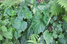 Image of Begonia ravenii C. I. Peng & Y. K. Chen