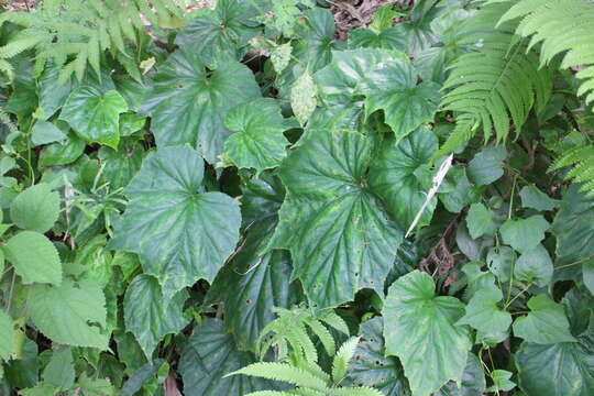 Image of Begonia ravenii C. I. Peng & Y. K. Chen