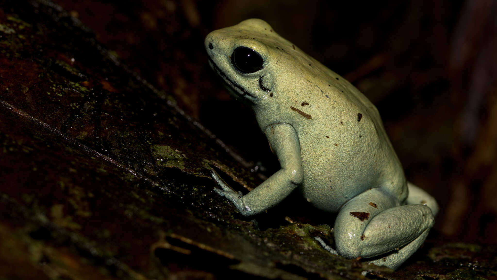 Image of Golden Poison Frog