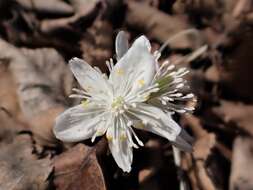 Image of Eranthis sibirica DC.