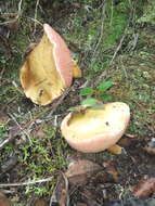 Image of Chalciporus amarellus (Quél.) Bataille