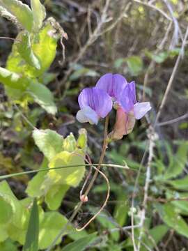 Imagem de Lathyrus magellanicus Lam.