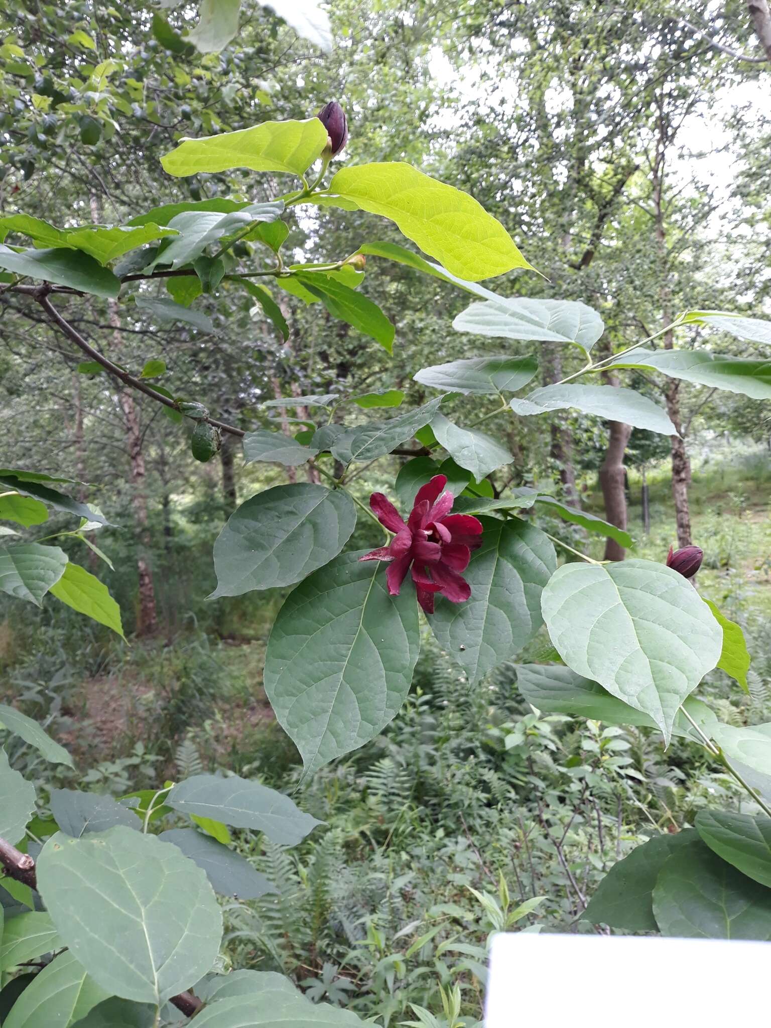 Image de Calycanthus × raulstonii (F. T. Lass. & Fantz) F. T. Lass. & Fantz ex Bernd Schulz