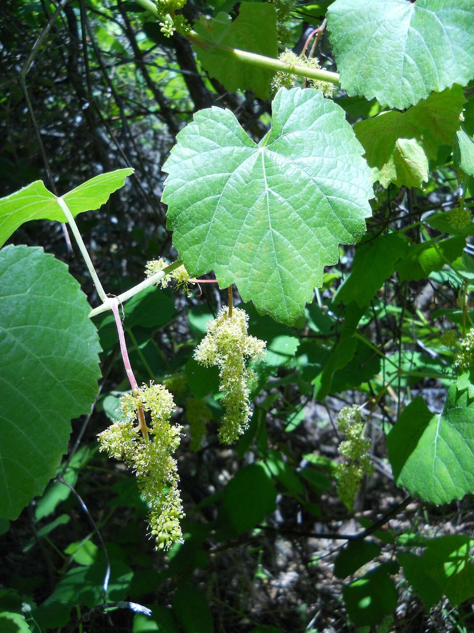 Image of California wild grape