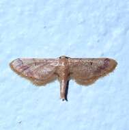 Image of Idaea violacea Hampson 1891