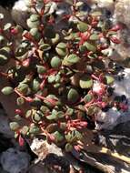 Image of Portulaca bicolor F. Müll.