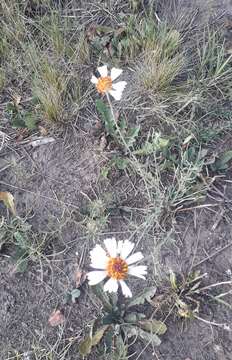 Image de Helenium radiatum (Less.) M. W. Bierner