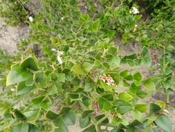 Image de Carissa bispinosa var. bispinosa