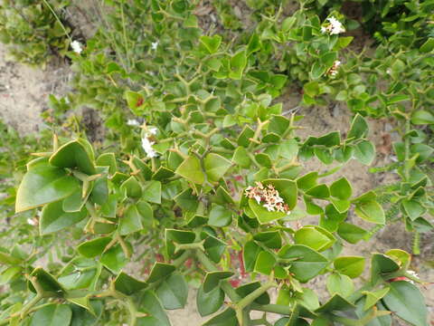 Image of Carissa bispinosa var. bispinosa