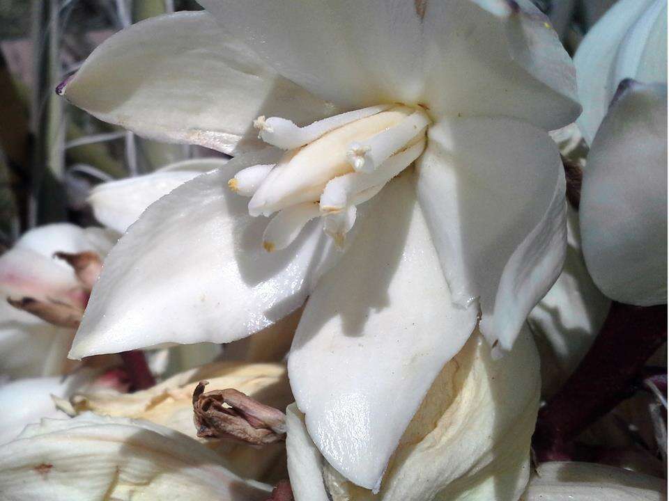 Yucca baccata Torr. resmi