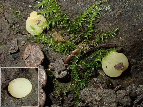 Image of Pseudoboubovia benkertii (B. Perić) U. Lindem., M. Vega, B. Perić & Tena 2015