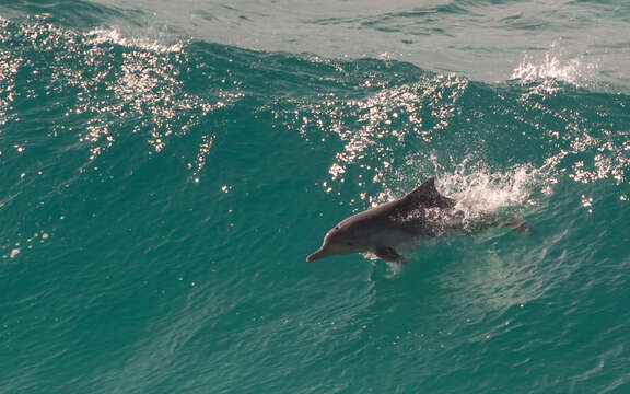 Image of Australian humpback dolphin