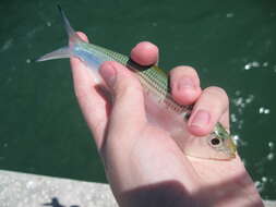 Image of Atlantic Thread Herring