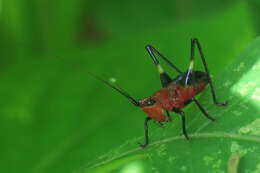 Image of Conocephalus (Anisoptera) melaenus (Haan 1843)