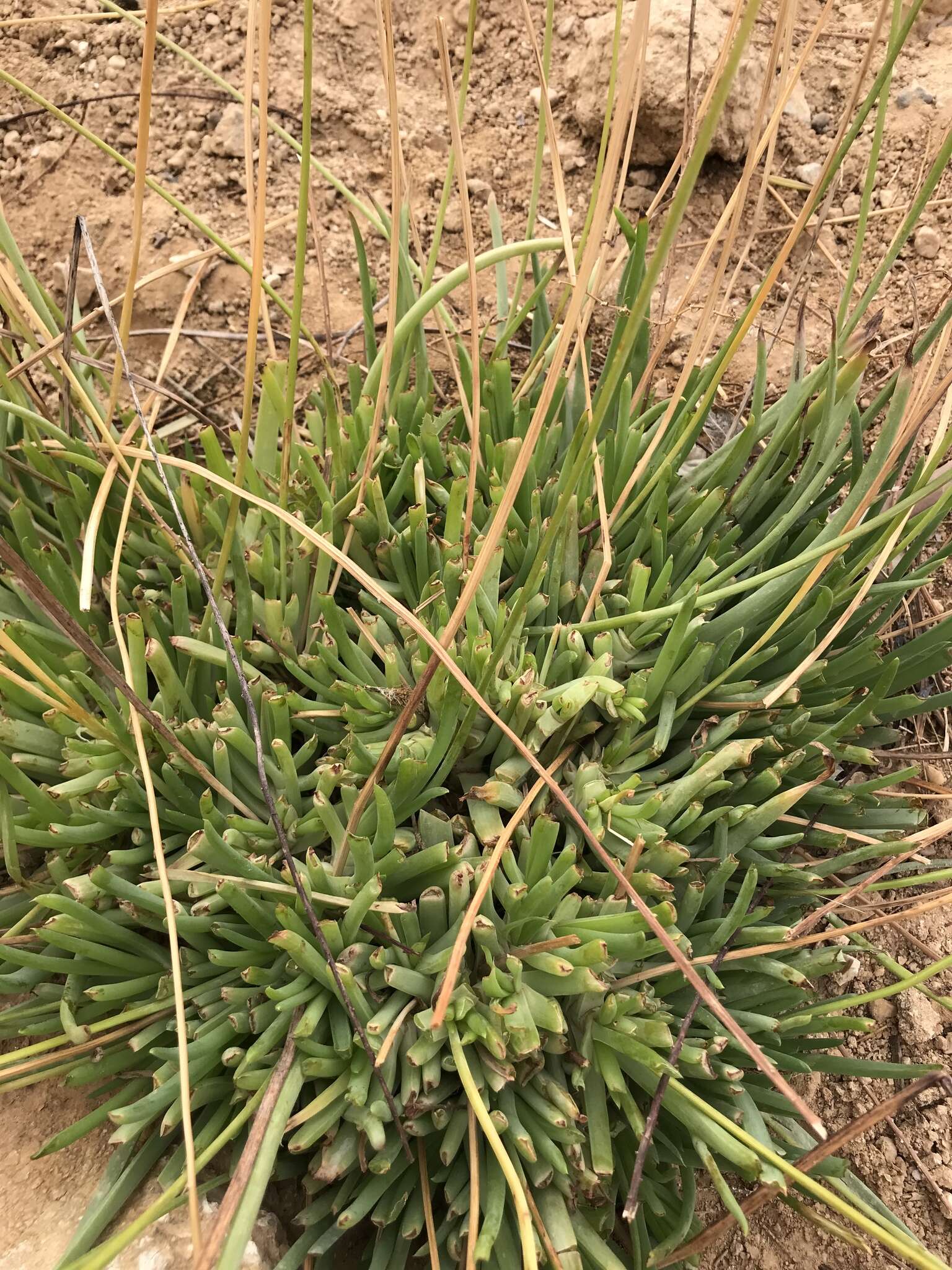 Image of yellow asphodel