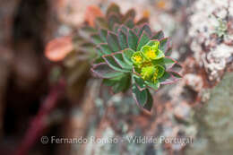 Euphorbia portlandica L. resmi