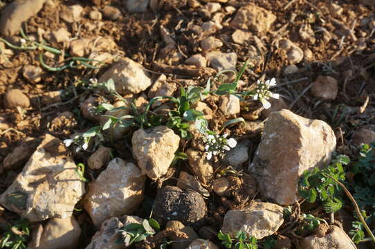 Image of Noccaea macrantha (Lipsky) F. K. Mey.