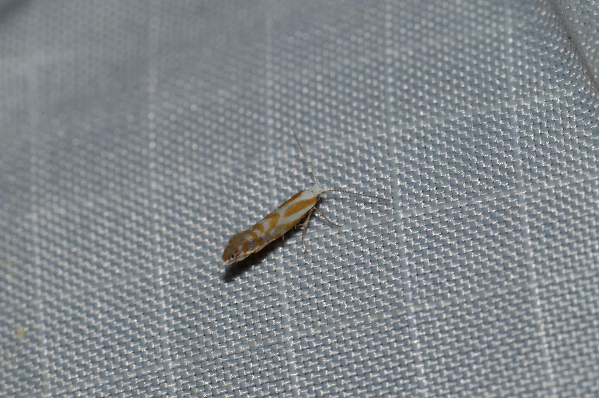 Image of Argyresthia canadensis Freeman 1972