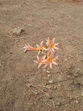 Image of Zephyranthes advena