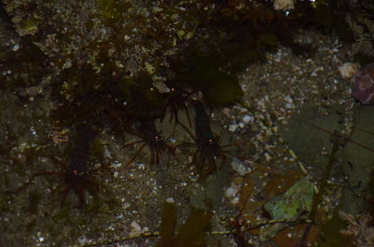 Image of red rock shrimp