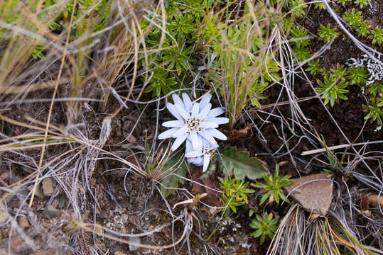 Image of Perezia pinnatifida (Humb. & Bonpl.) Wedd.