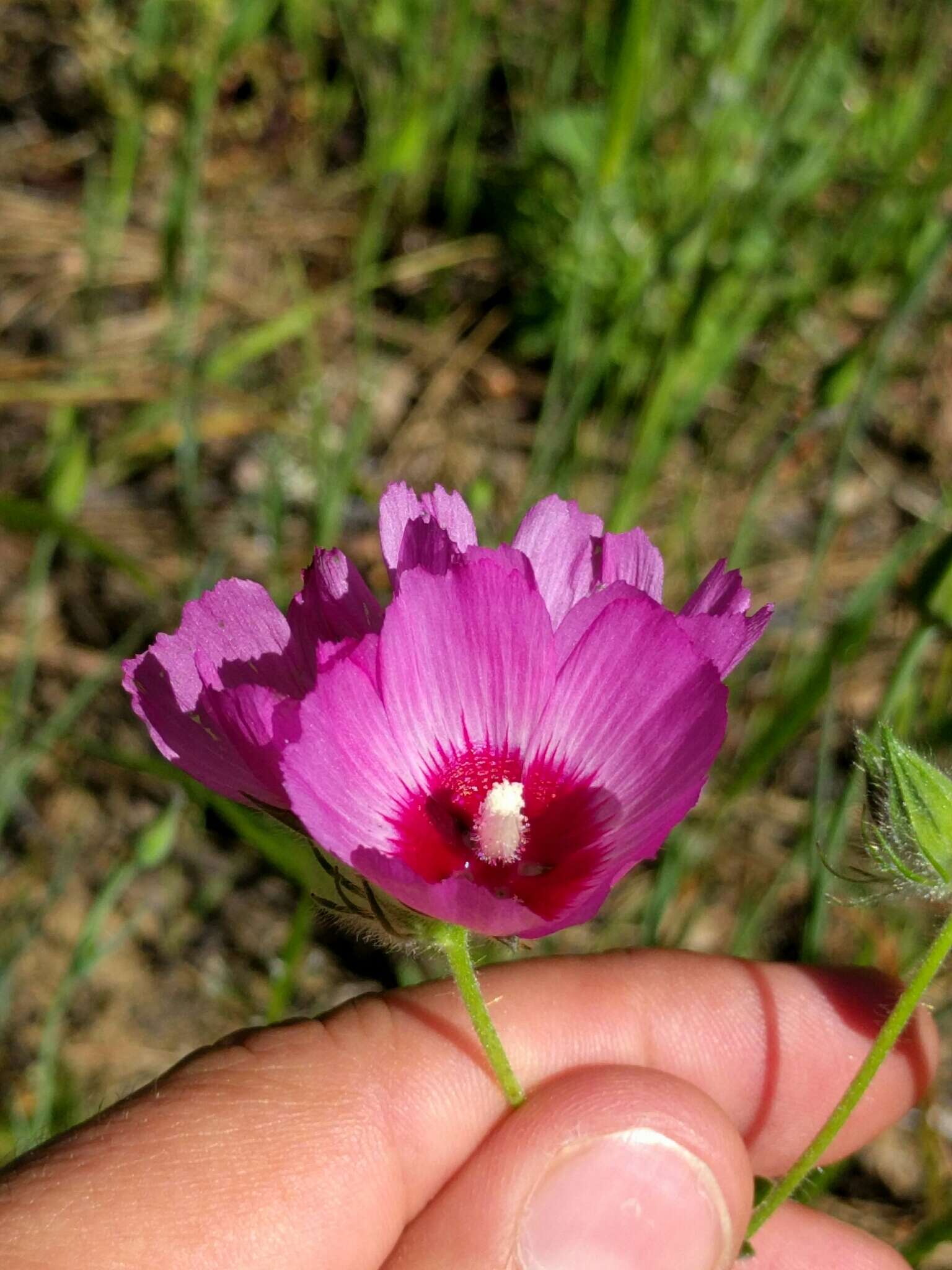 Image of fringed checkerbloom